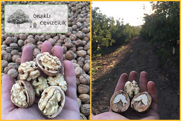 çetnır cevizi