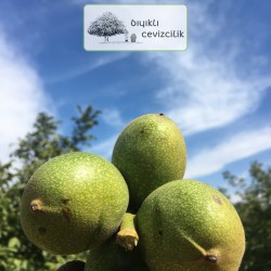 Amerikan Cevizi - Yaş Ceviz 10 Kg | Bıyıklı Cevizcilik